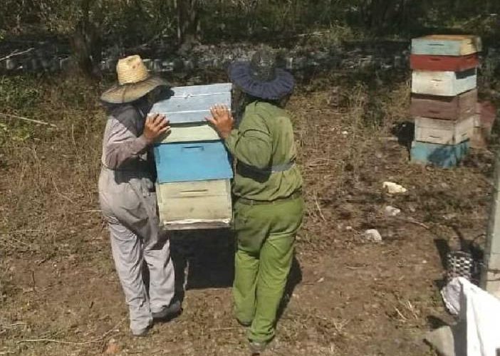 La Apicultura en Sancti Spíritus vuelve tras las flores del mangle