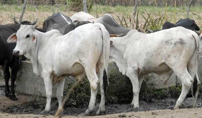 Matanzas: en la producción de leche impacta ejercicio de control