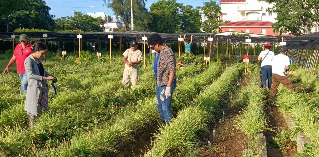 Agricultura urbana, suburbana y familiar, el reto de hacerlo cada vez mejor