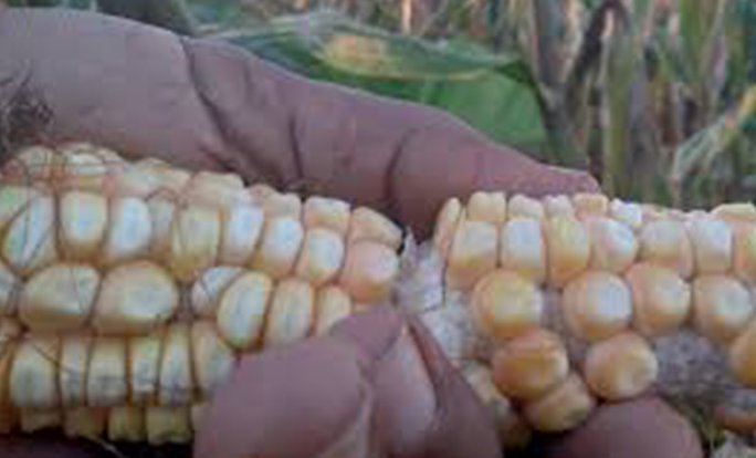 Impulsa Minag maíz y soya para sustituir importaciones