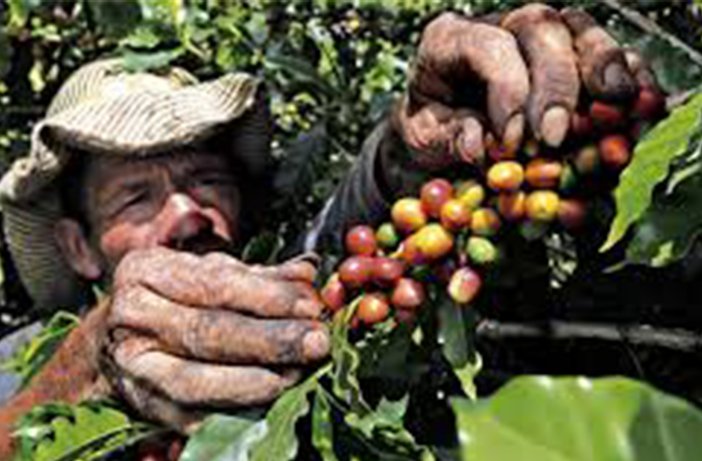 Estudian impacto de la variabilidad climática en el riego del café en Cuba