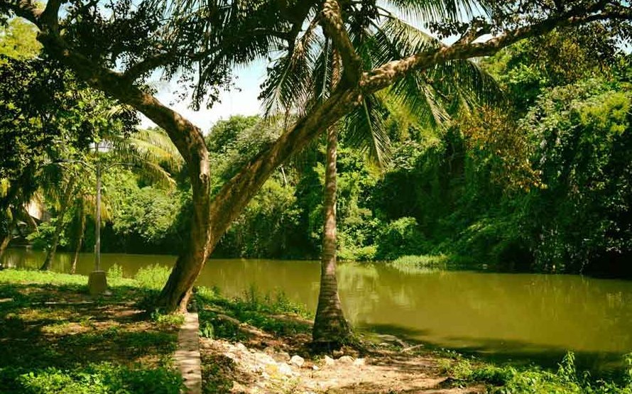 Bosques y economía, una dualidad que inspira al sector agropecuario y forestal