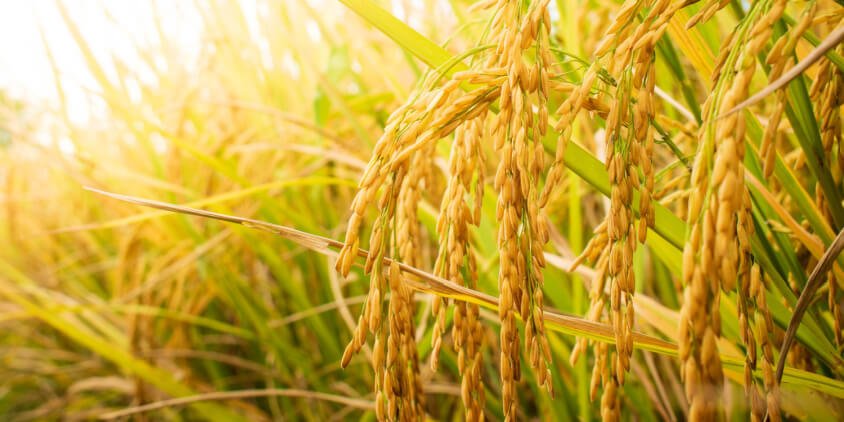 Procesamiento del arroz en Cienfuegos alcanza estabilidad y crecimiento gracias a La Paquita