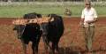 Agricultura