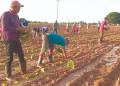 Comienzan siembras tabacaleras en Pinar del Río