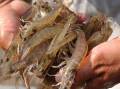 Consolidan Cuba y Vietnam proyecto para el cultivo de camarón