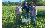 Nuevas variedades de boniato en Cienfuegos revolucionan producción agroecológica de Cuba