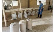 Procesamiento del arroz en Cienfuegos alcanza estabilidad y crecimiento gracias a La Paquita