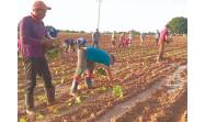 Comienzan siembras tabacaleras en Pinar del Río