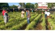 Agricultura urbana, suburbana y familiar, el reto de hacerlo cada vez mejor