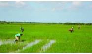 Varios caminos para reimpulsar producción de arroz