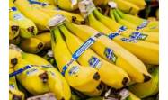 La filial panameña de la multinacional Chiquita despedirá a cerca de 5 000 empleados bajo la acusación de «abandono injustificado de labores» en sus fincas bananeras desde finales de abril pasado en Panamá
