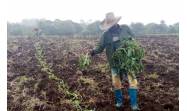 Agricultores santiagueros enfrentan el bloqueo con innovación