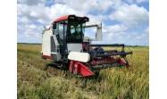 Avanza en "Amancio" producción de arroz