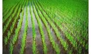 Nuevo estudio apuesta por reducir consumo de agua y aumentar producción de arroz en Cuba