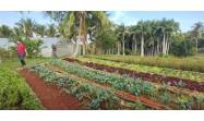 Cuba avanza  hacia ley de la tierra