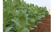 Nuevos túneles protegerán posturas de tabaco en Pinar del Río