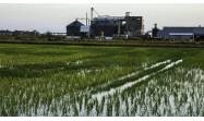 Premian investigaciones en ciencias agrarias y de la pesca