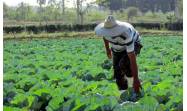 Cuba aprueba nuevas normas para las cooperativas