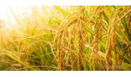Procesamiento del arroz en Cienfuegos alcanza estabilidad y crecimiento gracias a La Paquita