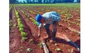 Proyecto Salva refuerza capacidades productivas en Cuba