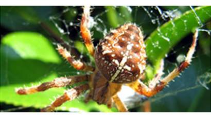 Araña roja