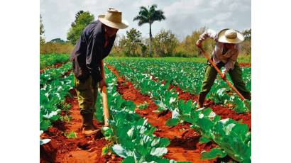 Valiosa contribución de la FAO a Cuba