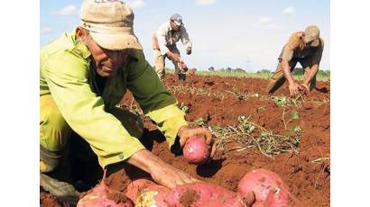 Cuba estructura alternativas para producir más alimentos