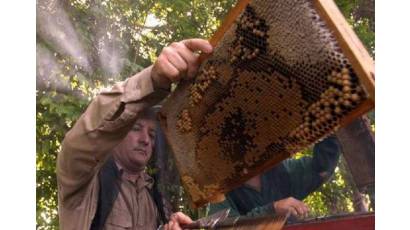 Provincia de Cuba procura despunte en producción de miel