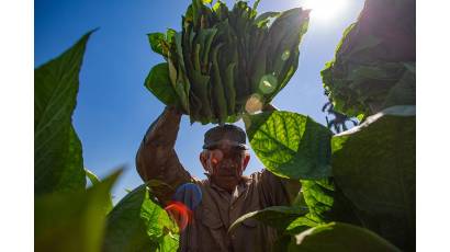 Los habanos nacen en el campo