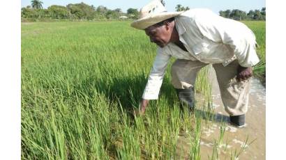 Arroz, un reto para llenar el plato