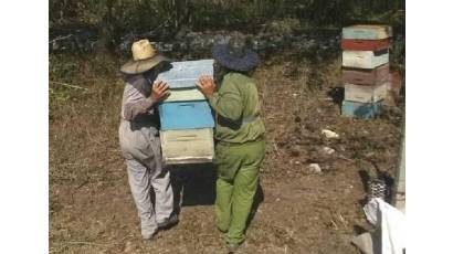 La Apicultura en Sancti Spíritus vuelve tras las flores del mangle