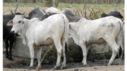 Matanzas: en la producción de leche impacta ejercicio de control