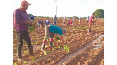 Comienzan siembras tabacaleras en Pinar del Río