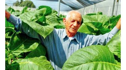 El tabaco en Pinar del Río