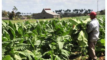 Productores tabacaleros con la manga al codo