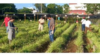 Agricultura urbana, suburbana y familiar, el reto de hacerlo cada vez mejor