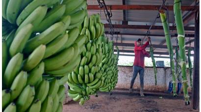 La Cuba da pasos seguros hacia la recuperación