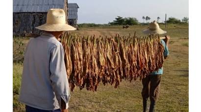 Sancti Spíritus ensarta otra vez la ruta del tabaco
