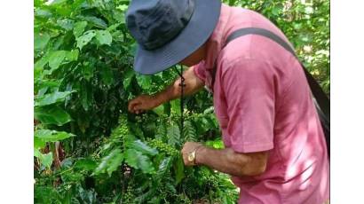 Productores santiagueros inmersos en recolección y acopio de café