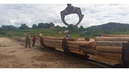 Agroforestales en acción