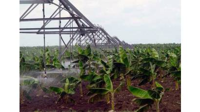 Sector agropecuario, hacer frente a impactos de Melissa