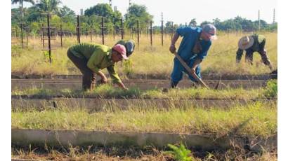 Avanza recuperación de organopónicos en La Habana