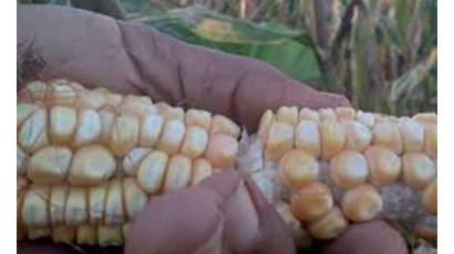 Impulsa Minag maíz y soya para sustituir importaciones