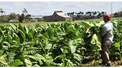 Tabaco con aroma de progreso