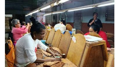 Sin pausa producción de tabaco torcido en municipio villaclareño