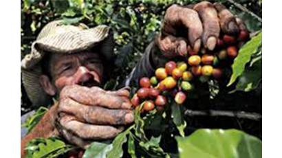 Estudian impacto de la variabilidad climática en el riego del café en Cuba