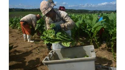 Genera sector tabacalero empleos seguros en zona montañosa