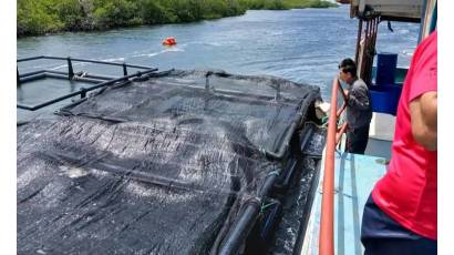 Impulsa Villa Clara cultivo de langosta en jaulas