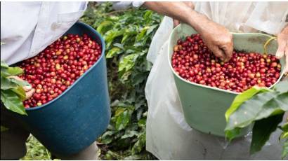 BioCubaCafé,una ruta hacia nuevas oportunidades